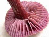 laccaria a-o